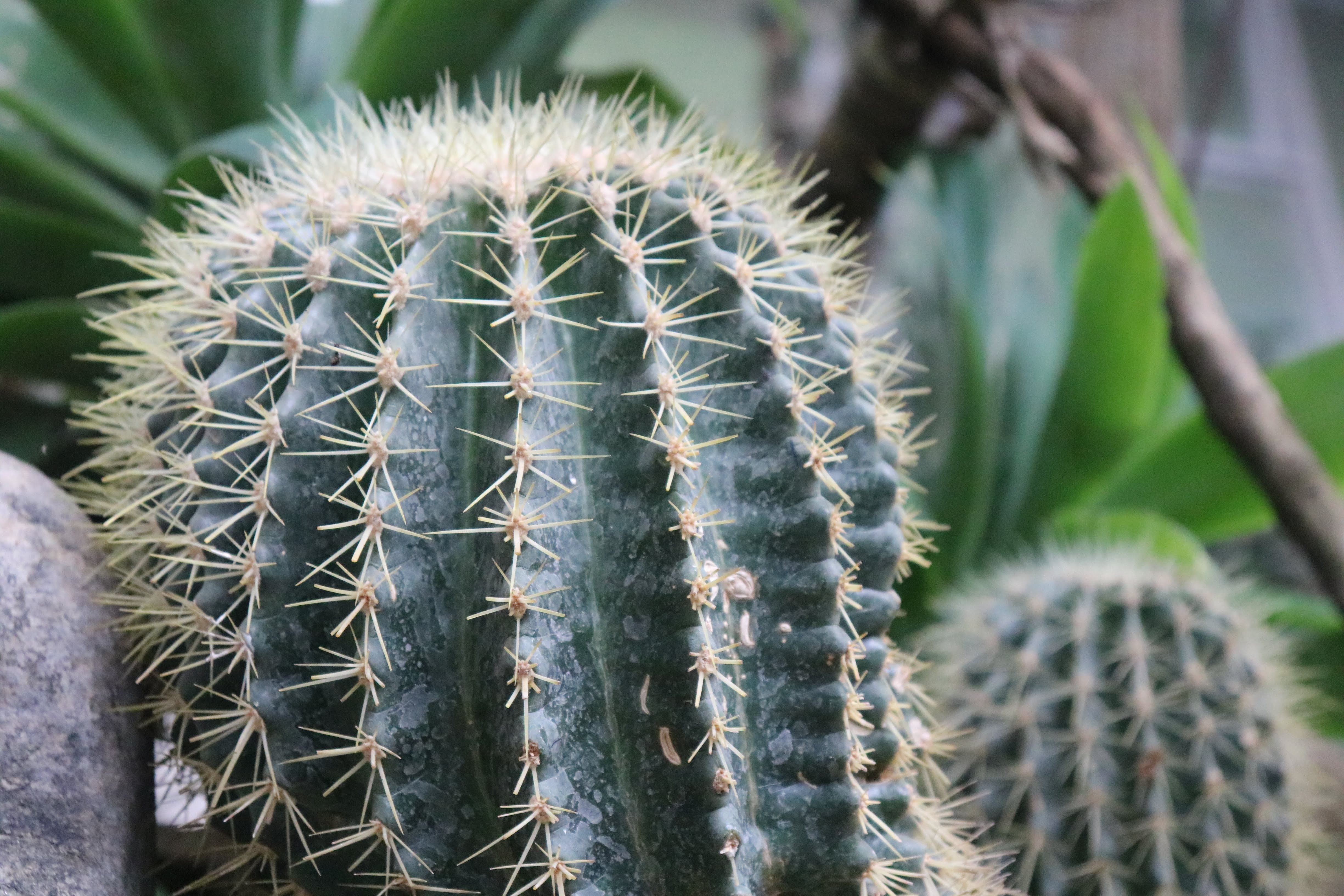 Even Cactus seems beautiful sometimes!